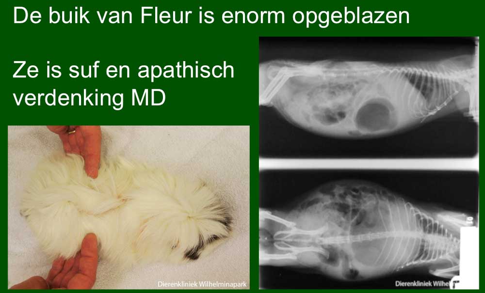 Fleur is apathisch en stil en heeft een opgezette maag